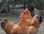 Henrietta and Angelique are two brown hens living on Lavender Farm.