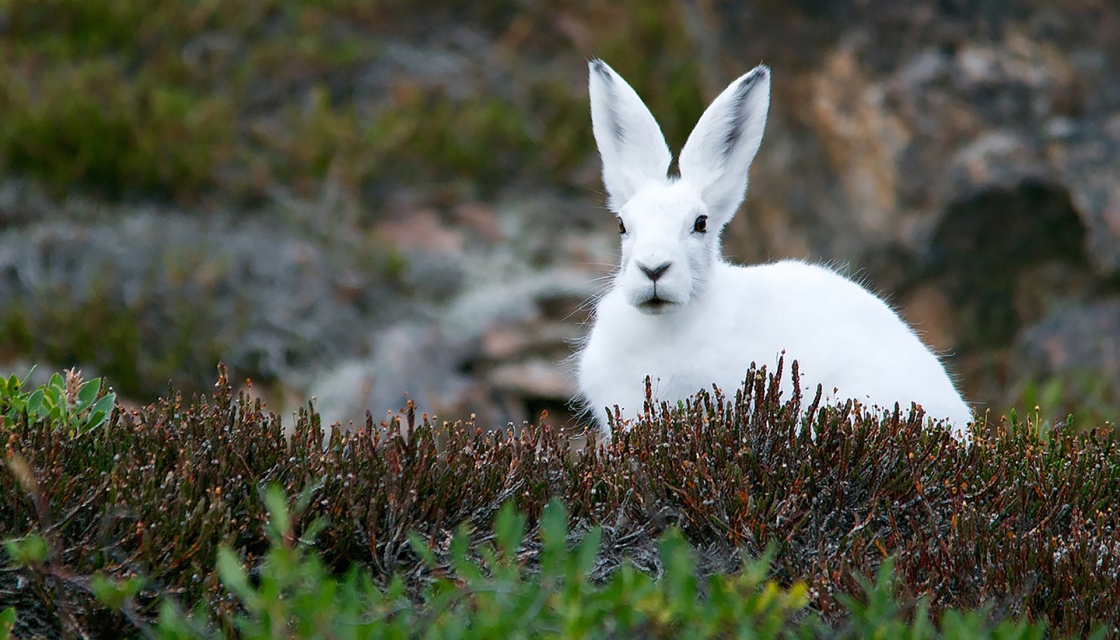 Mysterious white hare Celyn Tegid.