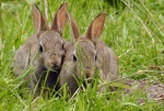 Two, young wild-rabbit relatives of Agatha Bunny.